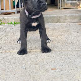 Girl 3 - Black brindle female Cane Corso puppy in Forney, Texas from Dallas Lonestar Bullies