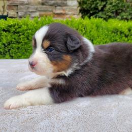 Carmen - Black tri-color female Australian Shepherd puppy in Olympia, Washington from Echelon Australian Shepherds