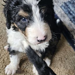 Bernedoodle Puppies from Joyful Pastures Homestead