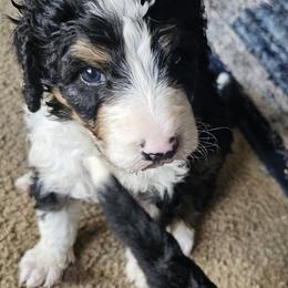 Bernedoodle Puppies from Joyful Pastures Homestead