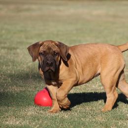 Rita - Brown female Boerboel puppy in Shawnee, Oklahoma from TXT Boerboels