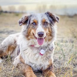 Pepper - Miniature Australian Shepherd