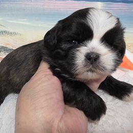 Boy 3 - male Shih Tzu puppy in Buda, Texas from Vickie's Shih Tzus