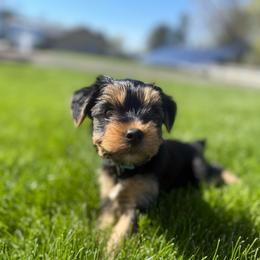 Hank - Black and tan male Yorkshire Terrier puppy in Walla Walla, Washington from Linda Sherman
