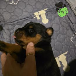 Rottweiler Puppies from Rottbies