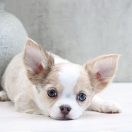 Lauryn - Merle female Chihuahua puppy in Tulsa, Oklahoma from H-3 Chihuahuas