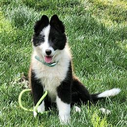 Border Collie Puppies from Cahill’s Canines