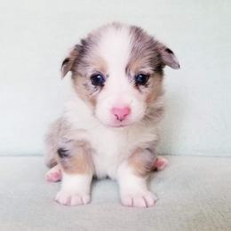 American Corgi and Pembroke Welsh Corgi Puppies from Whimsical Treasure Corgis