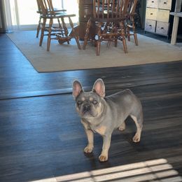 Charlotte - French Bulldog