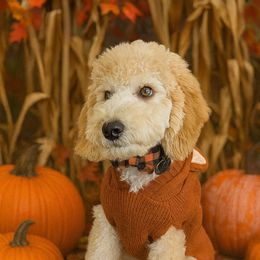 Sherman - Cream male Poodle puppy in Lumberton, Texas from Topline Poodles