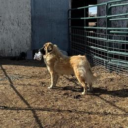Sangaria - Colorado Mountain Dog