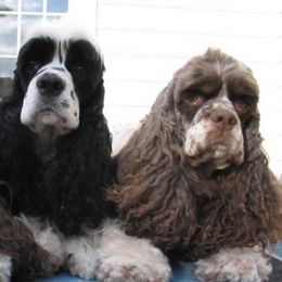 Cocker Spaniels from Trifecta Cockers