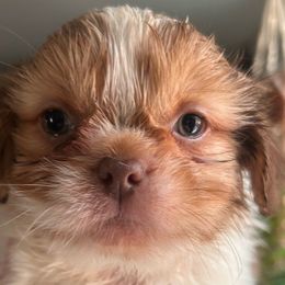 Nias boy 1 - Red and white male Shih Tzu puppy in Marion County, Tennessee from Jenkins Puppy Paradise