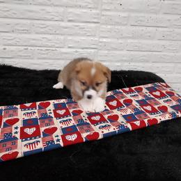Boy 1 - Red male Pembroke Welsh Corgi puppy in Tucson, Arizona from Sierrita Mountain Corgis