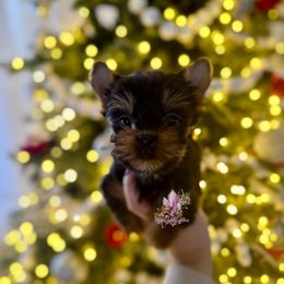 Coco (Mini Shop and Hocus Pocus Lineage) - Black and tan female Yorkshire Terrier puppy in Pittsburg, California from Crystal Garden Yorkies