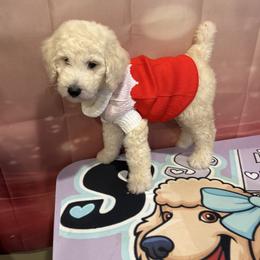 Romeo (JOSPER ) - White male Poodle puppy in Mobile, Alabama from Semmy’s Standard Poodle LLC