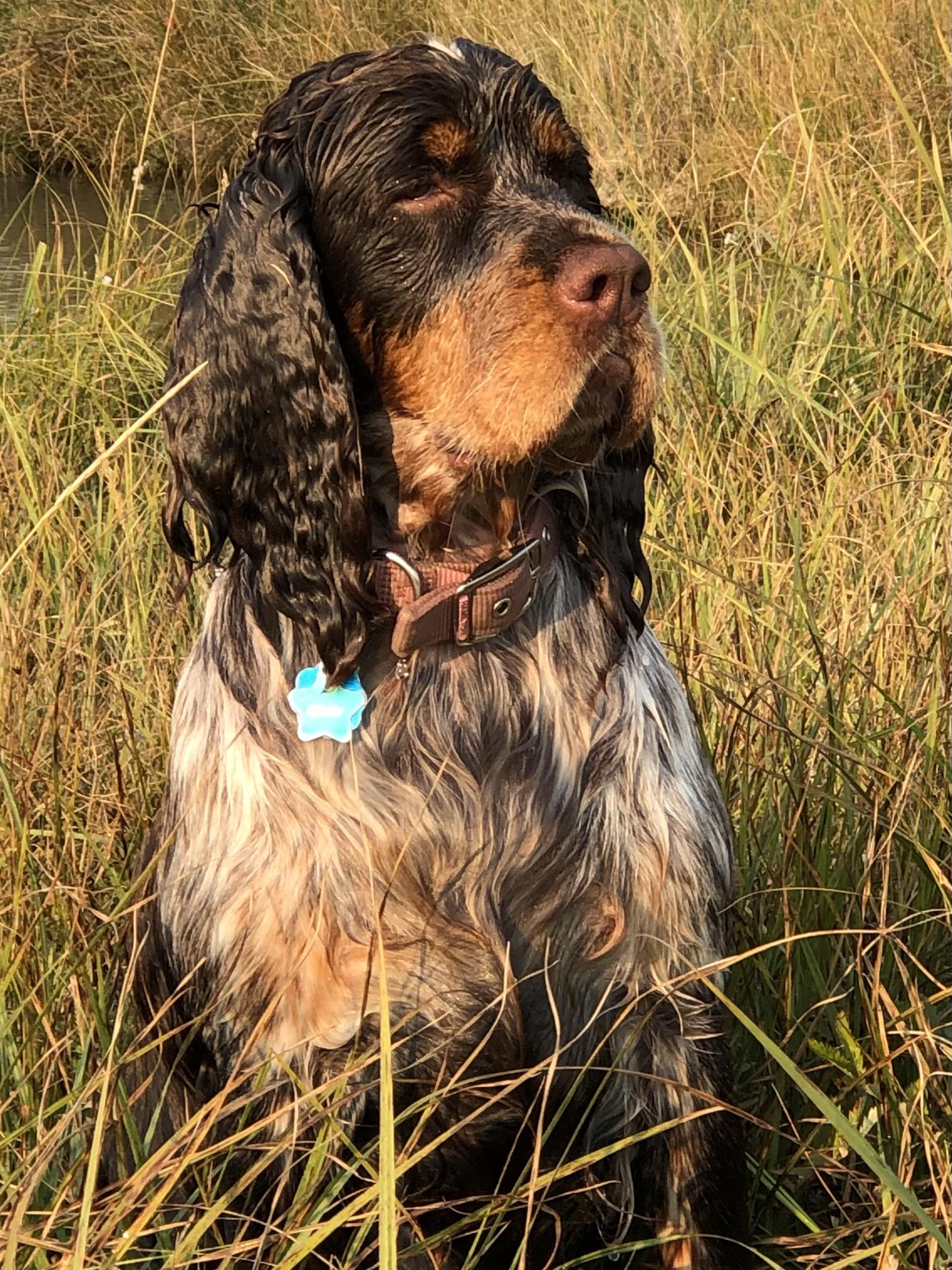 Remi