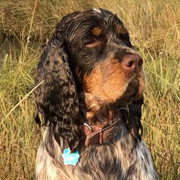 Remi - English Springer Spaniel