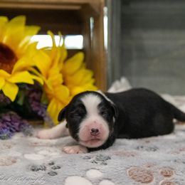 Miniature American Shepherd Puppies from Kubes Mini Aussies