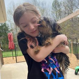 Carlee - Yorkshire Terrier