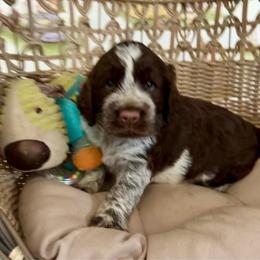 Scout - Liver and white male English Springer Spaniel puppy in Palmdale, California from Legacy
