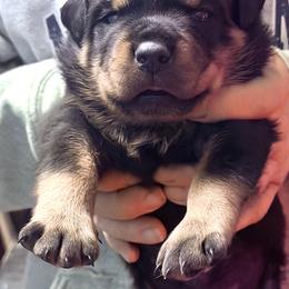 Big Bubba - Black and mahogany male Rottweiler puppy in Hamburg, New York from World Class Rottweilers And French bulldogs