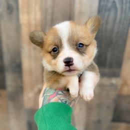 Wrangler - Red and white male American Corgi puppy in Solon Springs, Wisconsin from Werpstead Shorties