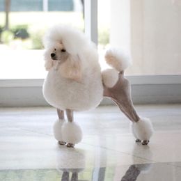 Miley - Poodle