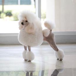 Miley - Poodle