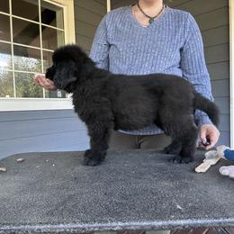 Girl 6 - Black female Newfoundland puppy in Bellingham, Washington from Salish Sea Newfoundlands