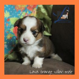 Orange Male - Sable male Pembroke Welsh Corgi puppy in Wayne City, Illinois from Lash Livestock & Corgis
