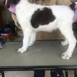 Brittany Puppies from KB Britts