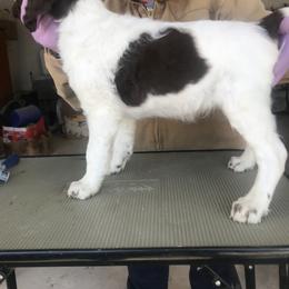 Brittany Puppies from KB Britts