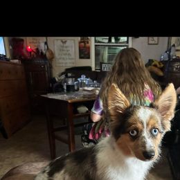 American Corgi and Miniature Australian Shepherd Puppies from TriplecminiaussiesAndCorgis