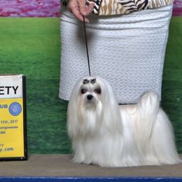 George  - Maltese