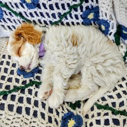 Cavapoo Puppies from California Doodles (central coast)