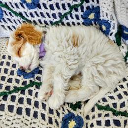 Cavapoo Puppies from California Doodles (central coast)