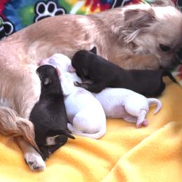 Chihuahua Puppies from Wild Mountain Chihuahuas