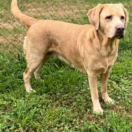 Echo - Labrador Retriever