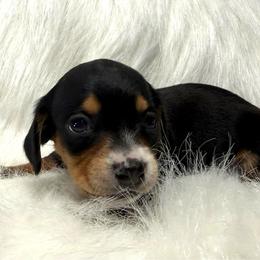 Girl 1 - Black and tan female Dachshund puppy in Montrose, Michigan from Livy’s Doodles
