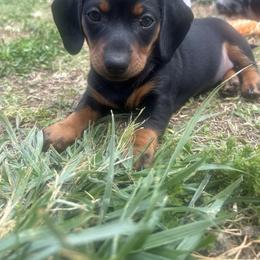 Dachshund Puppies from Dapper Doxies