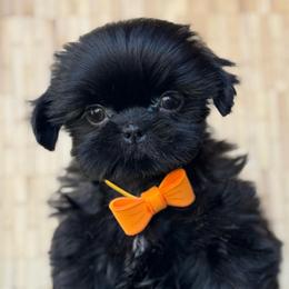 Prince - Black male Shih Tzu puppy in San Tan Valley, Arizona from My Puppy Tzu