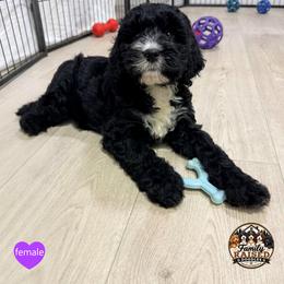 Miss Purple - Black and white female Springerdoodle puppy in Kendall, New York from Family Raised Doodles