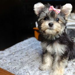 Companion Cross, Havanese, Mal-Shi, Maltese, Maltipoo, Morkie, and Shih Tzu Puppies from Seeking Shalom Acres Maltese, Maltipoos & Havamalts