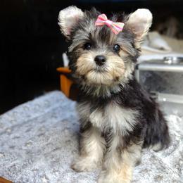 Companion Cross, Havanese, Mal-Shi, Maltese, Maltipoo, Morkie, and Shih Tzu Puppies from Seeking Shalom Acres Maltese, Maltipoos & Havamalts