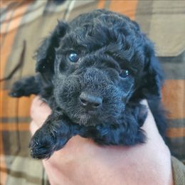 Star- Jet Black Female Toy Poodle - Black female Poodle puppy in Falcon, Missouri from Cedar House Heritage Poodles | AKC Toy & Miniature Poodle Puppies Raised in Home