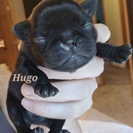 HUGO (White collar boy) - Black male Brussels Griffon puppy in Welch, Minnesota from Baringer Brussels