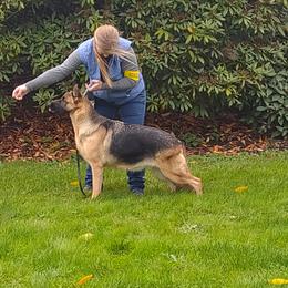 Rosie - German Shepherd