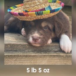 Bailey - Red tri-color female Australian Shepherd puppy in Marshall, Virginia from Greywood Farm Aussies