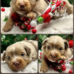 (2) Jingle, RMM - Red merle male Miniature American Shepherd puppy in Huntington, Texas from JKKJ Farms